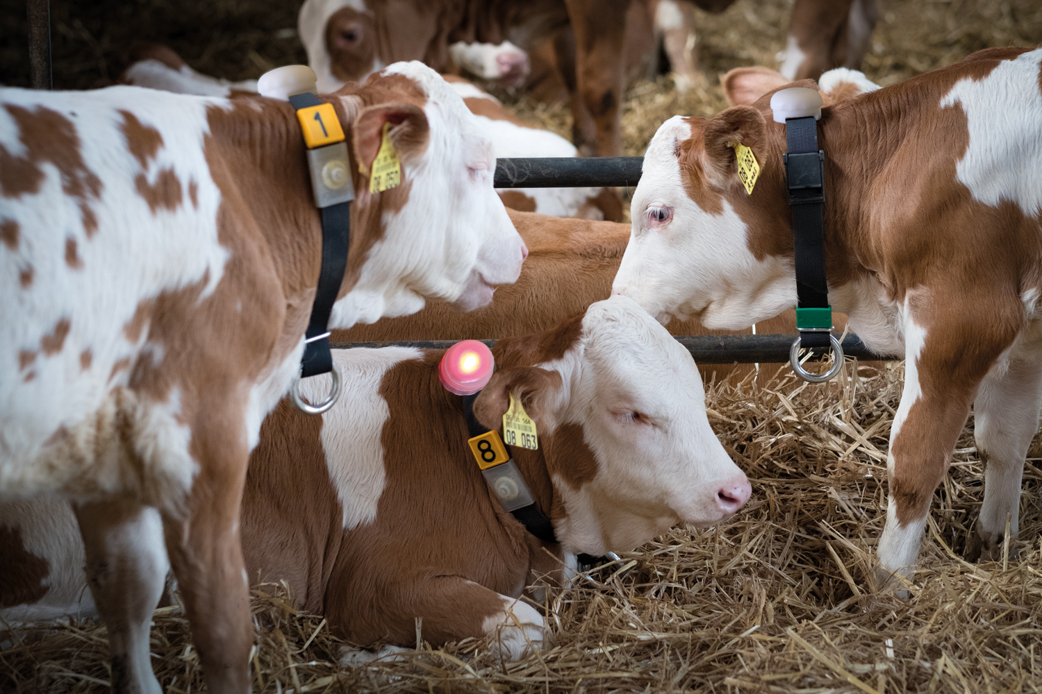 Das Smart-calfsystem ist ein Gesundheitstracker und Warnsystem